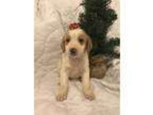 Beagle Puppy for sale in Sturgis, MI, USA
