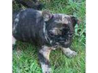 French Bulldog Puppy for sale in Orting, WA, USA