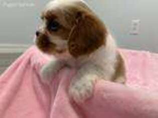 Cavalier King Charles Spaniel Puppy for sale in Coalgate, OK, USA