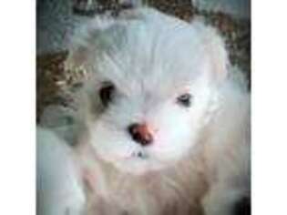 Maltese Puppy for sale in Stafford, VA, USA