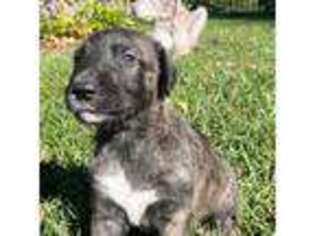 Irish Wolfhound Puppy for sale in Atchison, KS, USA