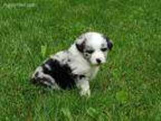 Miniature Australian Shepherd Puppy for sale in Fowlerville, MI, USA