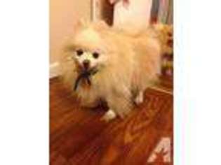 Pomeranian Puppy for sale in ROSEVILLE, CA, USA
