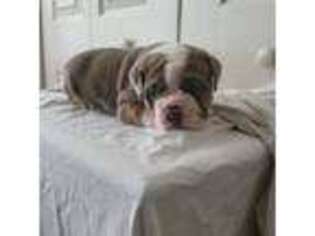 Olde English Bulldogge Puppy for sale in Chester, VA, USA