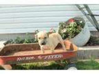 Boerboel Puppy for sale in Sullivan, IL, USA