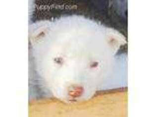 Siberian Husky Puppy for sale in Naches, WA, USA