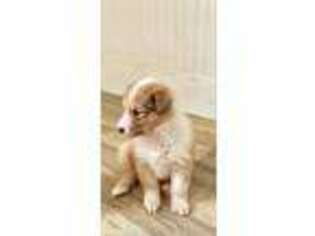Collie Puppy for sale in SOUTHBURY, CT, USA