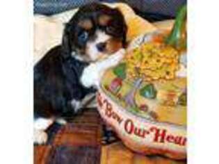 Cavalier King Charles Spaniel Puppy for sale in Farmerville, LA, USA