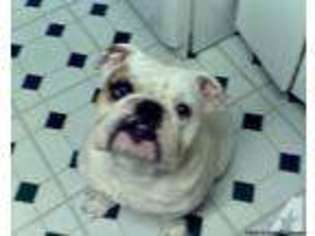 Bulldog Puppy for sale in WARSAW, MO, USA