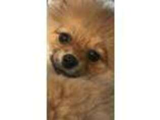Pomeranian Puppy for sale in Paradise Valley, AZ, USA