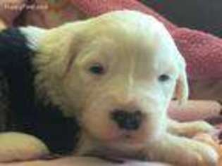 Old English Sheepdog Puppy for sale in Wheaton, KS, USA