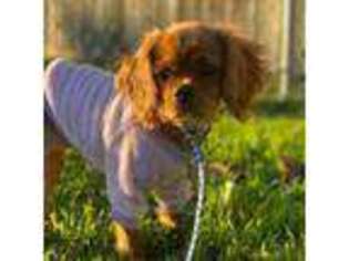 Cavalier King Charles Spaniel Puppy for sale in Spring, TX, USA