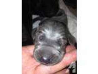 Great Dane Puppy for sale in LAGUNA BEACH, CA, USA