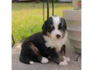 Bernese Mountain Dog Puppy for sale in Wellman, IA, USA