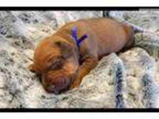 Rhodesian Ridgeback Puppy for sale in Saint Cloud, MN, USA