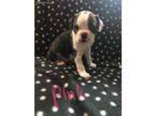 Olde English Bulldogge Puppy for sale in Grand Junction, CO, USA