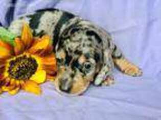 Dachshund Puppy for sale in Holtwood, PA, USA