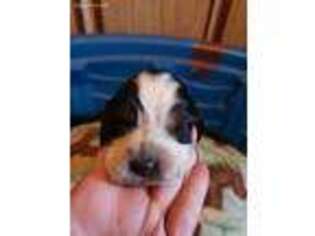 English Springer Spaniel Puppy for sale in Veneta, OR, USA