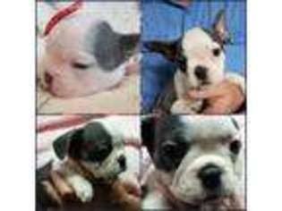 Mutt Puppy for sale in Holdenville, OK, USA