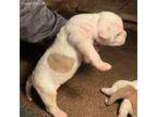 American Bulldog Puppy for sale in Knoxville, TN, USA