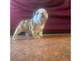 Bulldog Puppy for sale in Soledad, CA, USA