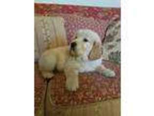 Golden Retriever Puppy for sale in Mount Airy, GA, USA