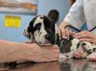 Great Dane Puppy for sale in Warner Robins, GA, USA
