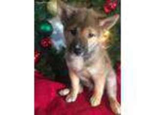 Shiba Inu Puppy for sale in Roselle, IL, USA