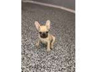 French Bulldog Puppy for sale in Campbell Hall, NY, USA