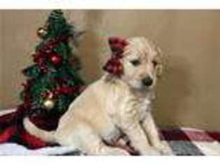 Goldendoodle Puppy for sale in Madera, CA, USA