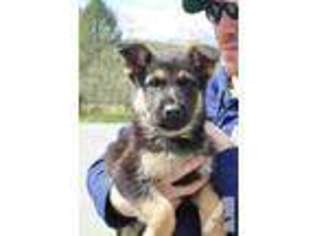 German Shepherd Dog Puppy for sale in REINHOLDS, PA, USA