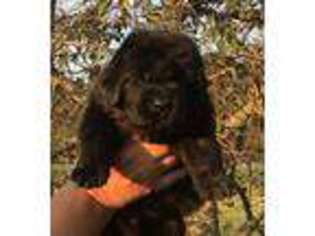 Newfoundland Puppy for sale in Walnut Cove, NC, USA