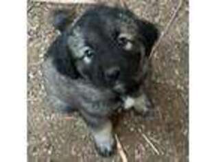 Mutt Puppy for sale in Deer Park, WA, USA