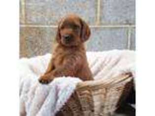 Irish Setter Puppy for sale in Mc Clure, PA, USA