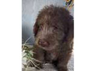 Labradoodle Puppy for sale in Millersburg, IN, USA