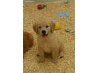 Golden Retriever Puppy for sale in Alma, MI, USA