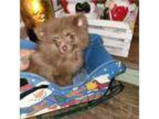 Pomeranian Puppy for sale in Nichols, SC, USA