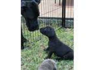 Great Dane Puppy for sale in Hudson, FL, USA