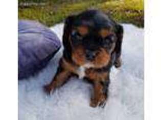 Cavalier King Charles Spaniel Puppy for sale in Lenoir, NC, USA