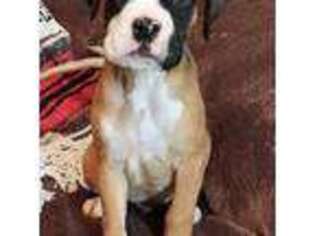 Boxer Puppy for sale in Yuba City, CA, USA