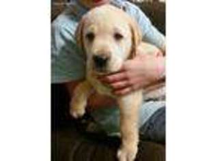 Labrador Retriever Puppy for sale in Mc Veytown, PA, USA