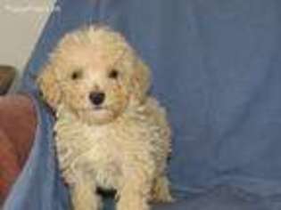 Schnoodle (Standard) Puppy for sale in Coshocton, OH, USA
