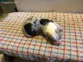 Pembroke Welsh Corgi Puppy for sale in La Farge, WI, USA
