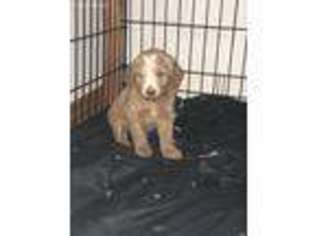 Labradoodle Puppy for sale in Wolverine, MI, USA