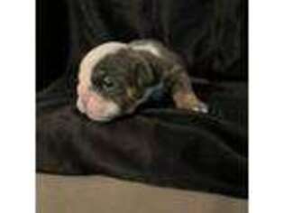 Bulldog Puppy for sale in Livermore, CA, USA
