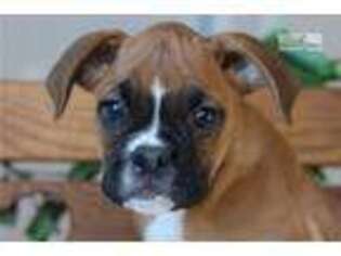 Boxer Puppy for sale in Joplin, MO, USA