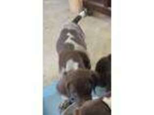 German Shorthaired Pointer Puppy for sale in Brownsville, WI, USA