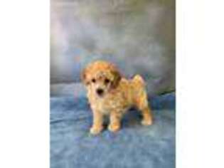 Mutt Puppy for sale in Lebanon, VA, USA