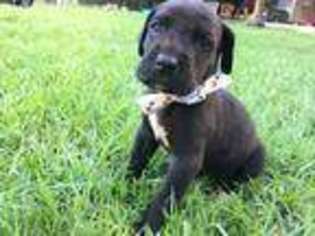 Great Dane Puppy for sale in Boerne, TX, USA