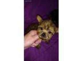 Yorkshire Terrier Puppy for sale in Lake Village, IN, USA